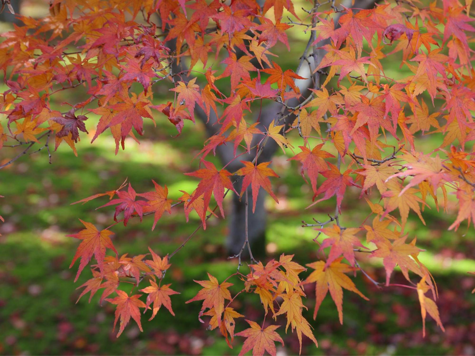 Iroha Stay Kyoto 麗 -Rei- Eksteriør billede