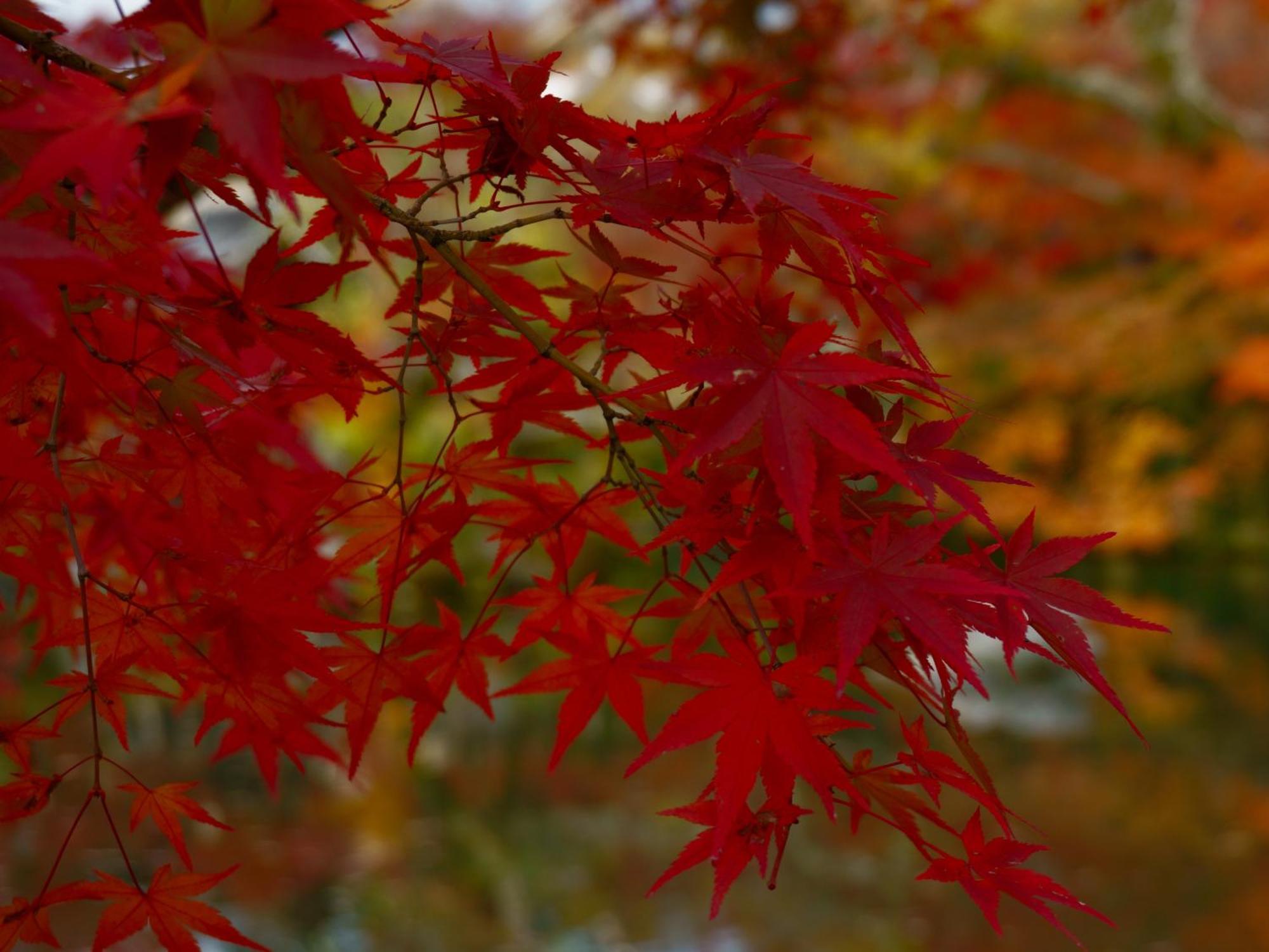 Iroha Stay Kyoto 麗 -Rei- Eksteriør billede